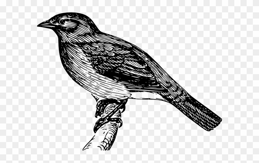 Mockingbird Bird Clip Art At Vector Clip Art Free - Bulbul Clipart #276525