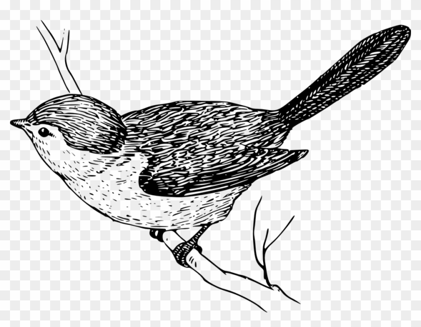 Png Image - Bird On Branch Drawing #276533