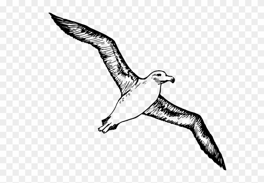 Mockingbird Flying Clipart - Albatross Drawing #276550