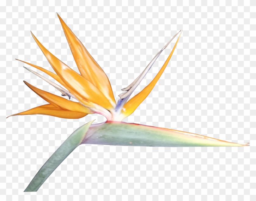 Bird Of Paradise Clip Art - Birds Of Paradise Png #276576