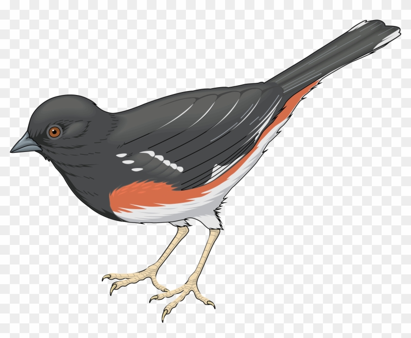 Cuckoo Clipart Bird Tree - Cuckoo Clipart Png #276627