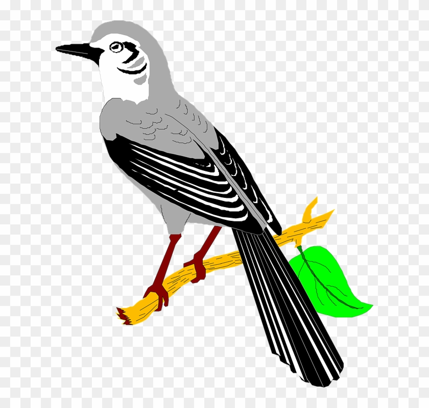 Birds Branch Cliparts 7, Buy Clip Art - Mockingbird Clipart #276631