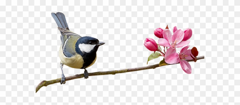 Bird Png - Reacreditar Bom Dia #276654