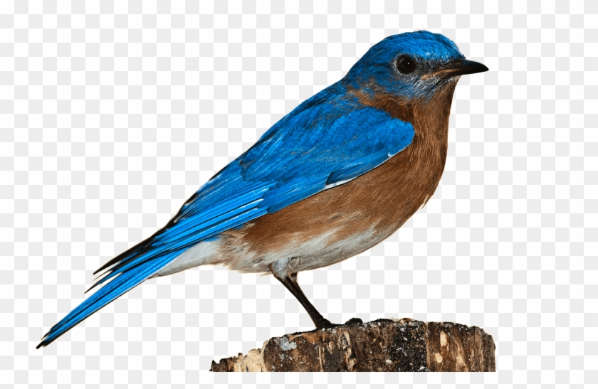 Free Bluebird Clipart 25, - Birds Transparent Back Ground #276669