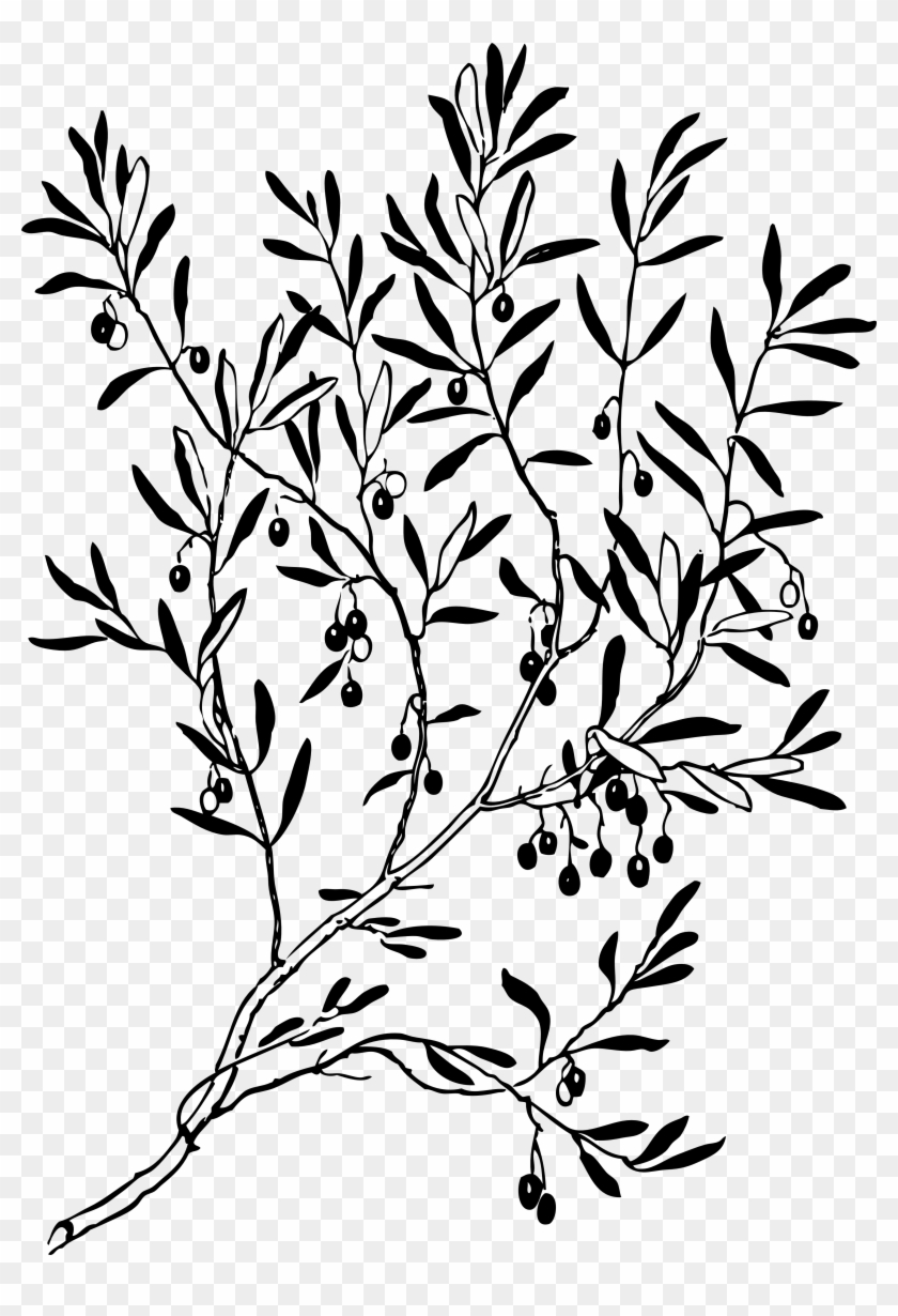 Olive Branch 1 Black White Line Art Coloring Book Clipart - Olive Tree Illustration Png #276876