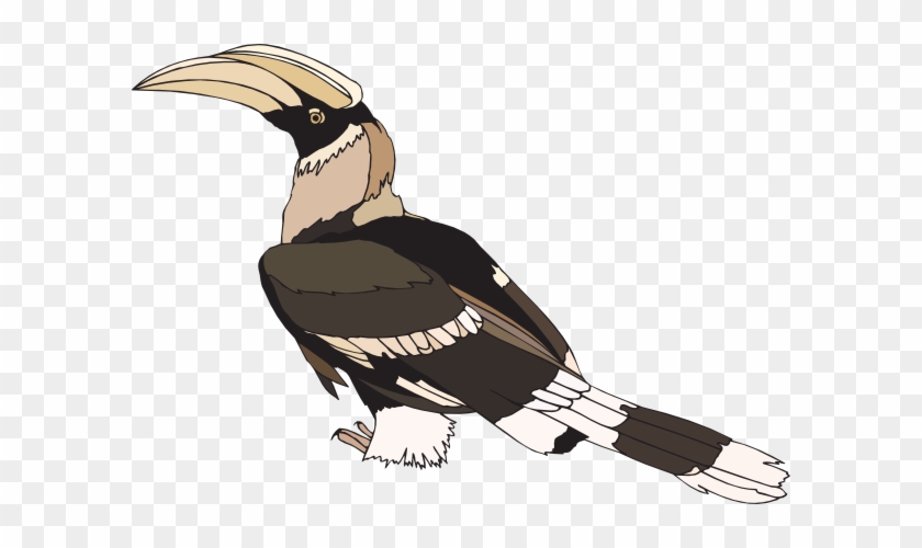 Staring Hornbill Clip Art At Clker - Hornbill Clipart #276926