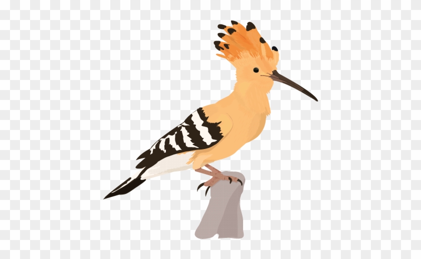 17 Best Images About Hoopoe - Hoopoe Illustration #276935
