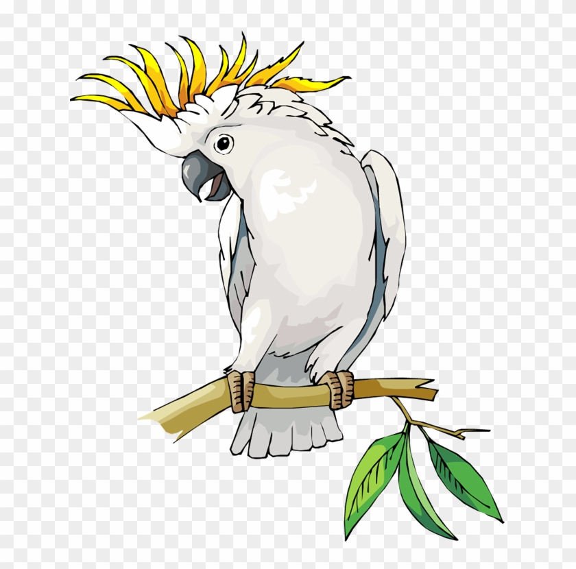 Australian Parrots Clipart Birds - Cockatoo Clipart #277508