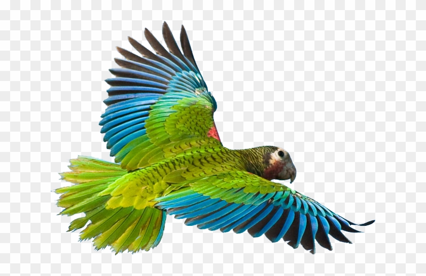 Realistic Clipart Parrot - Tropical Birds Flying Png #277529