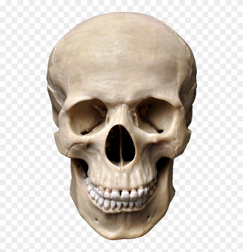 Skull - Human Skull Png #277970