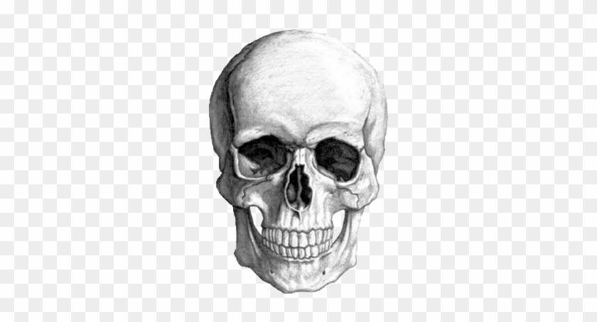 Photo Collection Transparent Skull Tumblr - Skull Drawing #278009