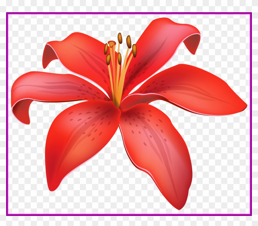 Unbelievable Pin By Muhammad Ali Ghauri On Floral Red - Lily Flower Png #278047
