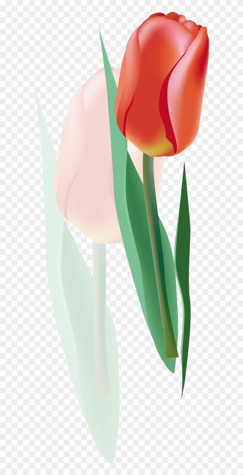 Tulip Euclidean Vector Flower - Tulip Euclidean Vector Flower #278127