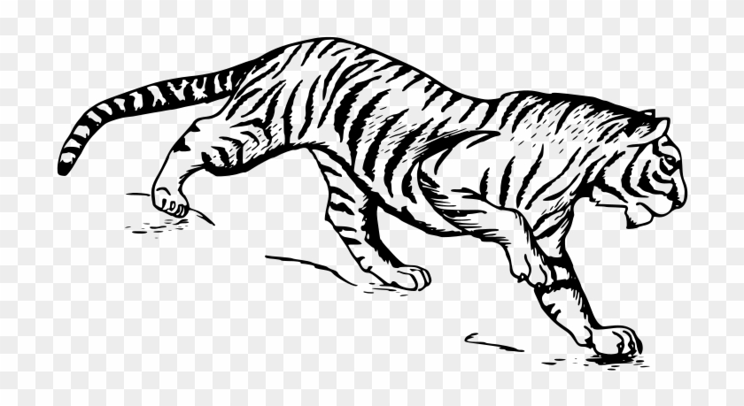 White Tiger Clipart - Tiger Drawing #278079