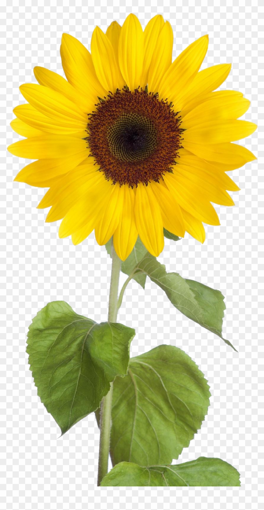 Sunflower Free Sunflower Clip Art Images Black And - Sunflower Png #278115