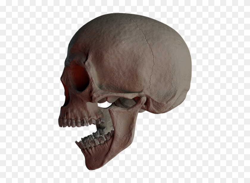 Skull 10, Buy Clip Art - Skull #278143