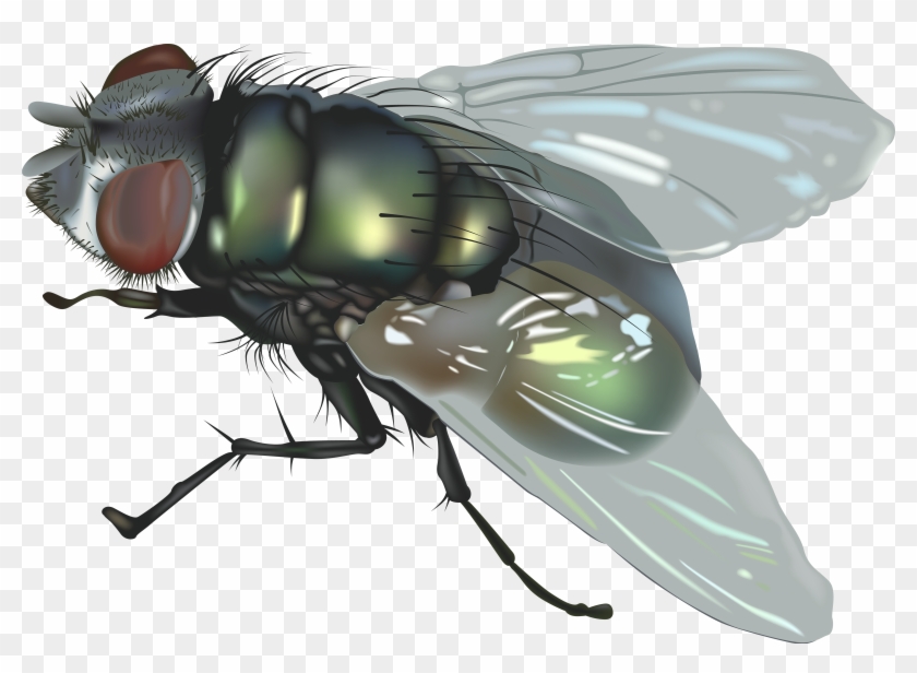 Fly Png Image - ذبابة Png #278191