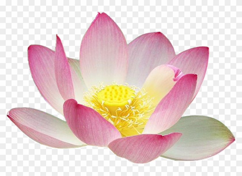 Lotus Flower Clipart - Lotus Flower Cut Out #278194
