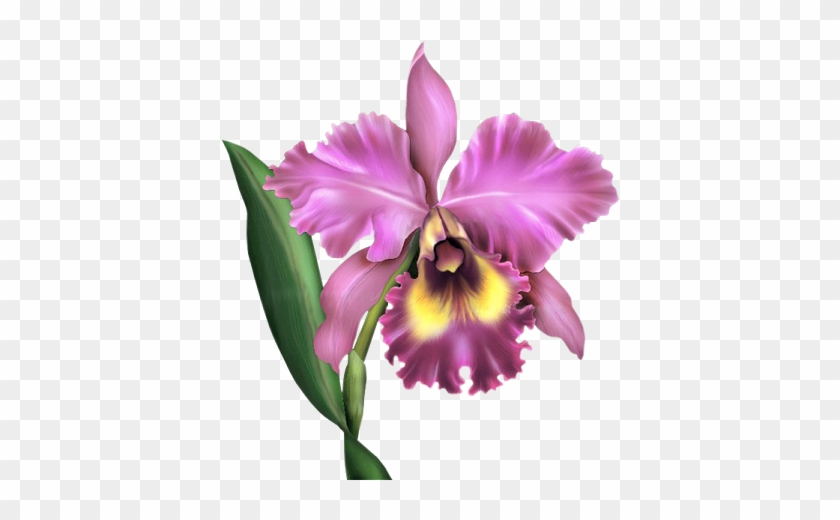 Arana Альбом «clipart / Clipart5 / Orchid» На Яндекс - Cattleya Orchid #278198
