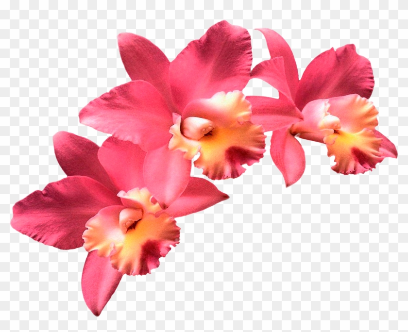 Moth Orchids Flower Clip Art - Moth Orchids Flower Clip Art #278301