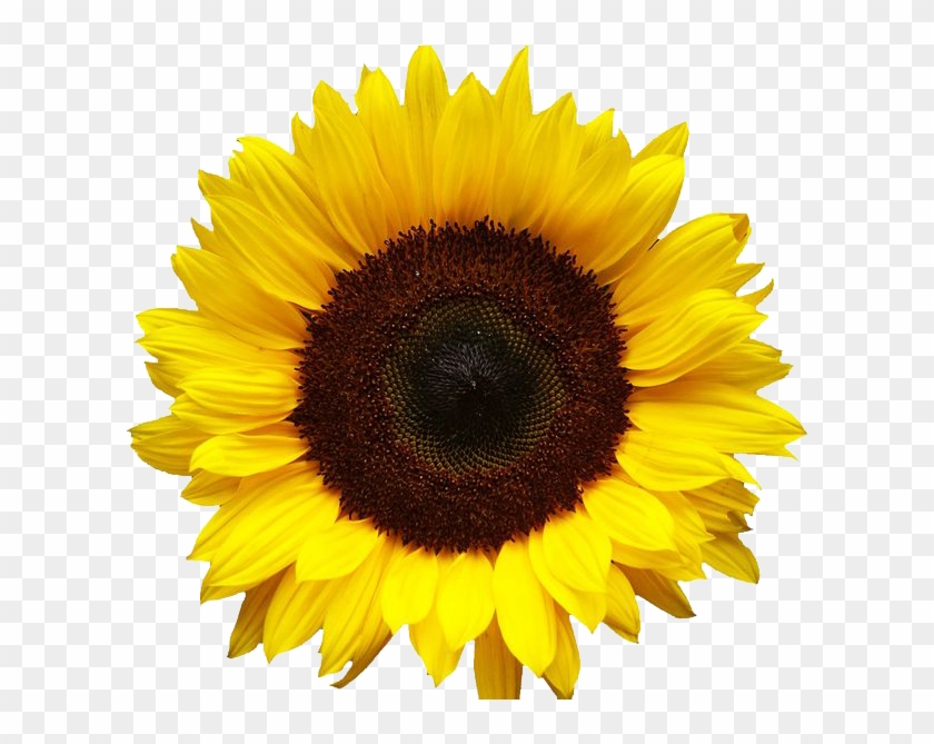 Sunflower Clipart Tumblr - Sunflower Png #278223