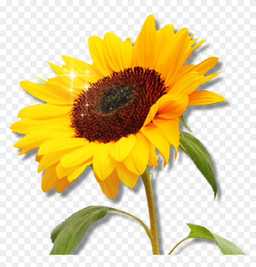 Free Sunflower Garden Clipart Image 8557, Sunflower - Clip Art #278237
