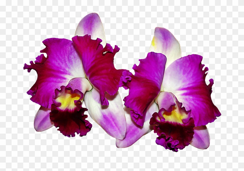 Orchid Images Free 1, Buy Clip Art - ดอก กล้วยไม้ Png #278311