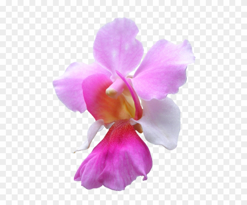 Orchid Clipart Transparent - Vanda Miss Joaquim Clipart #278314