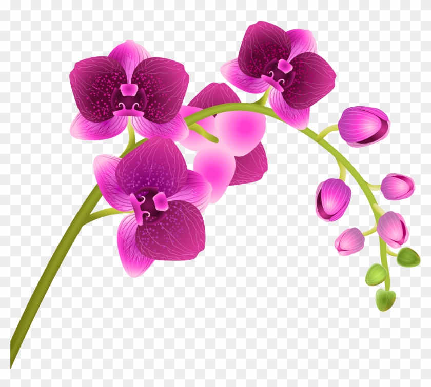 Orchid Flower Transparent Png - Orchid Flower Transparent Png #278330