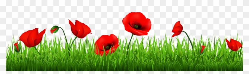Grass With Beautiful Poppies Png Clipart - Poppy Clipart Png #278373