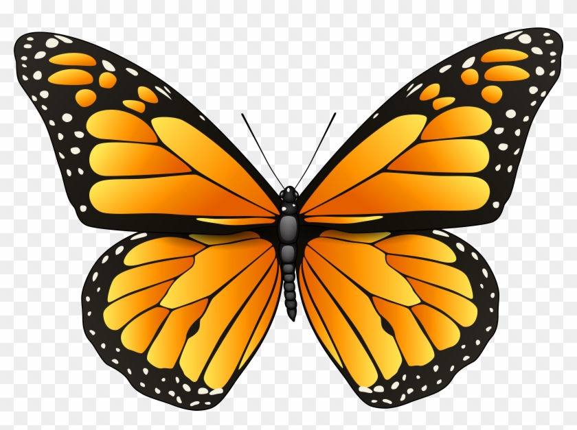 Clipart Orange Butterflies Butterfly Png Clip Art Best - Butterfly Coloring Pages #278527