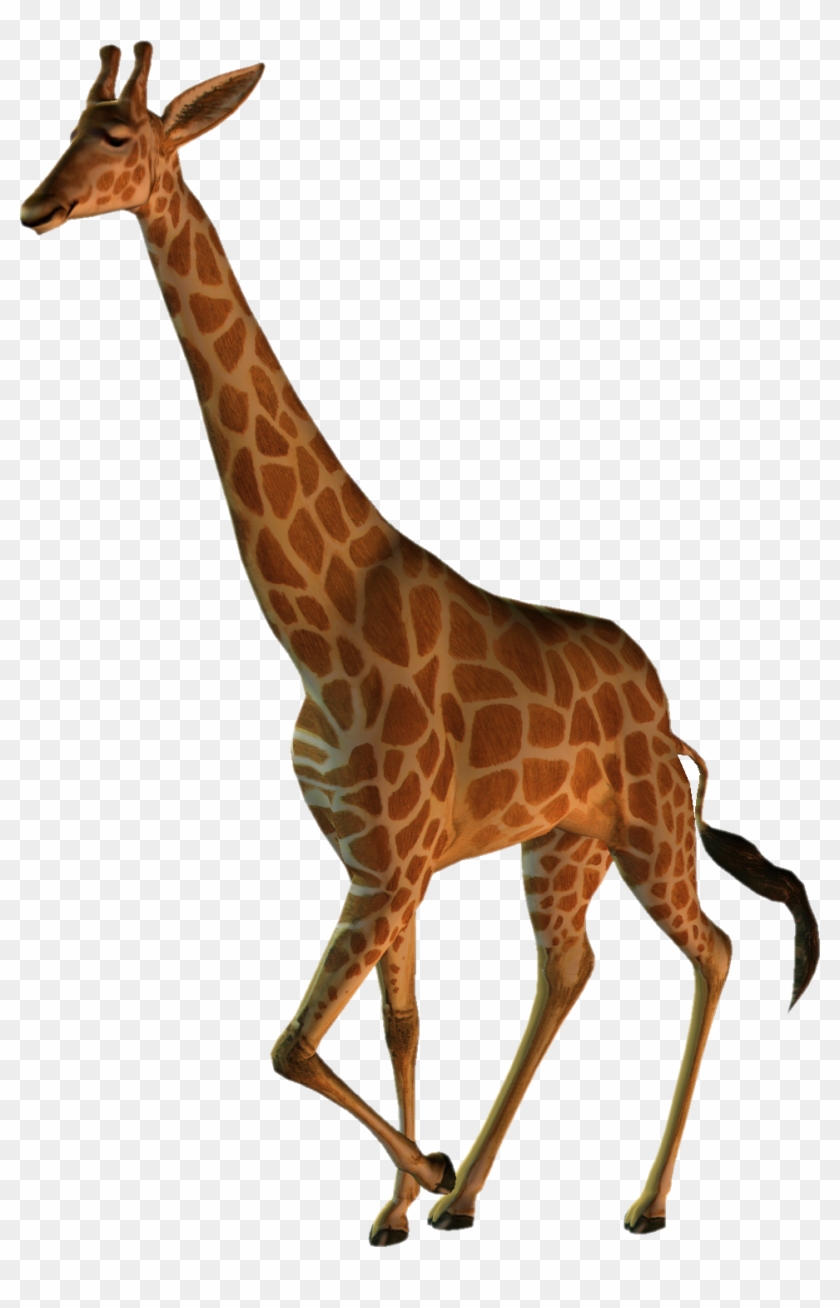 Northern Giraffe Masai Giraffe Animal Wildlife Clip - Northern Giraffe Masai Giraffe Animal Wildlife Clip #278861
