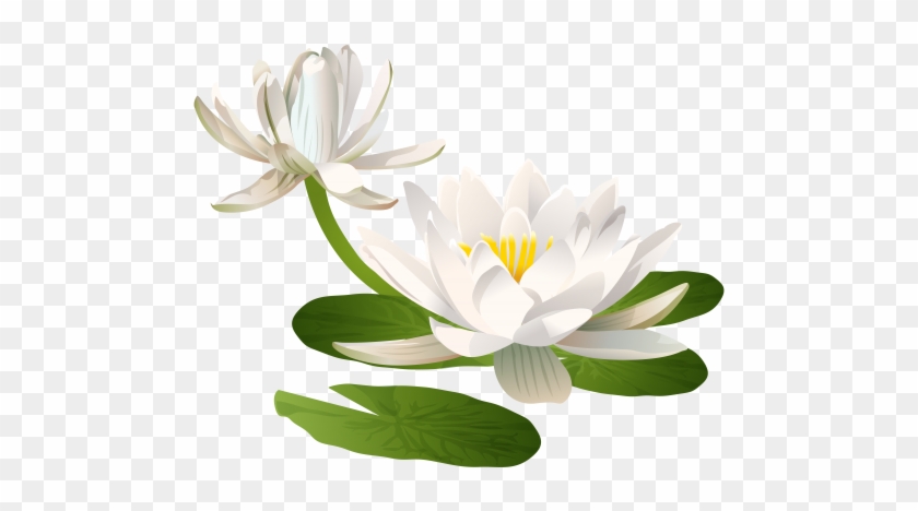 Water Lily Png Clip Art Image - Water Lily Flower Png #278972