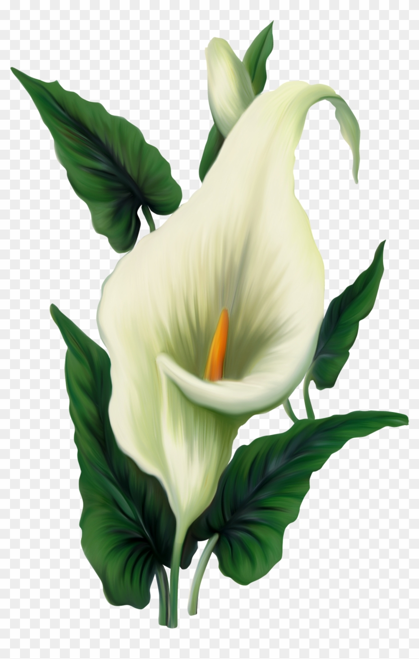 Calla Lily Png Pictureu200b Gallery Yopriceville - Calla Png #278986