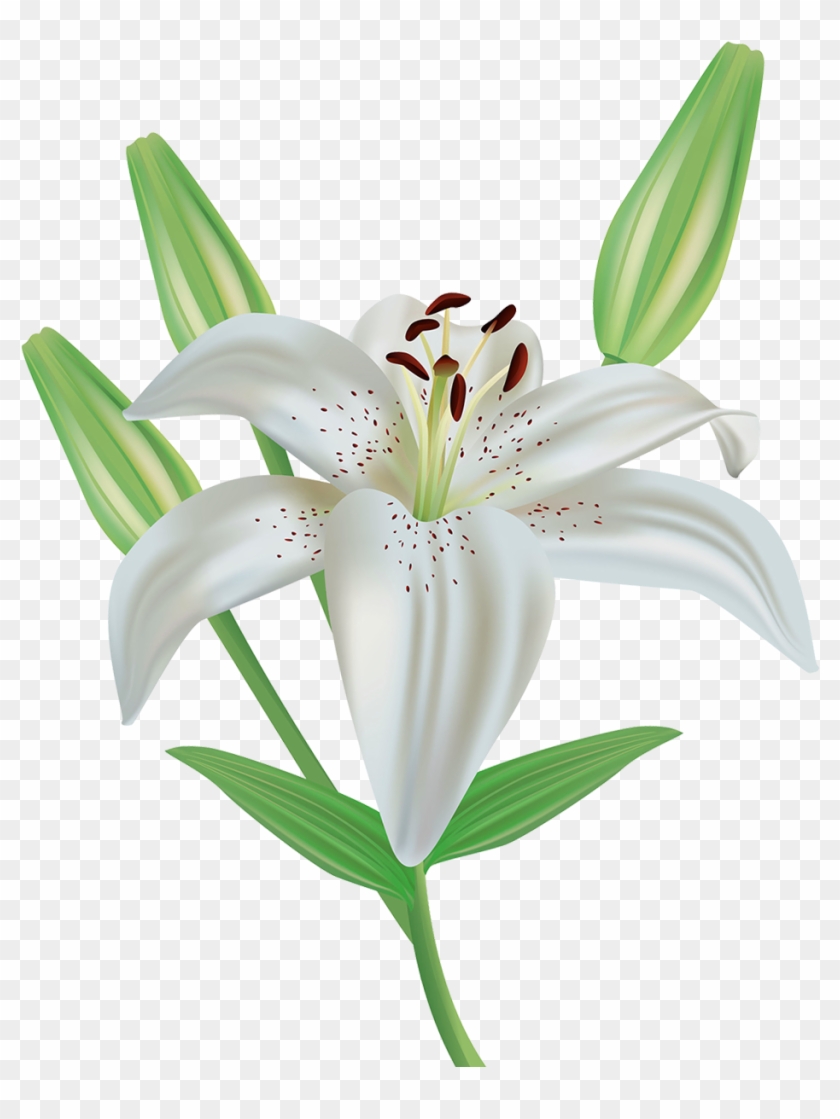 Lily Flower Clipart Png Image - White Lily Png #278988