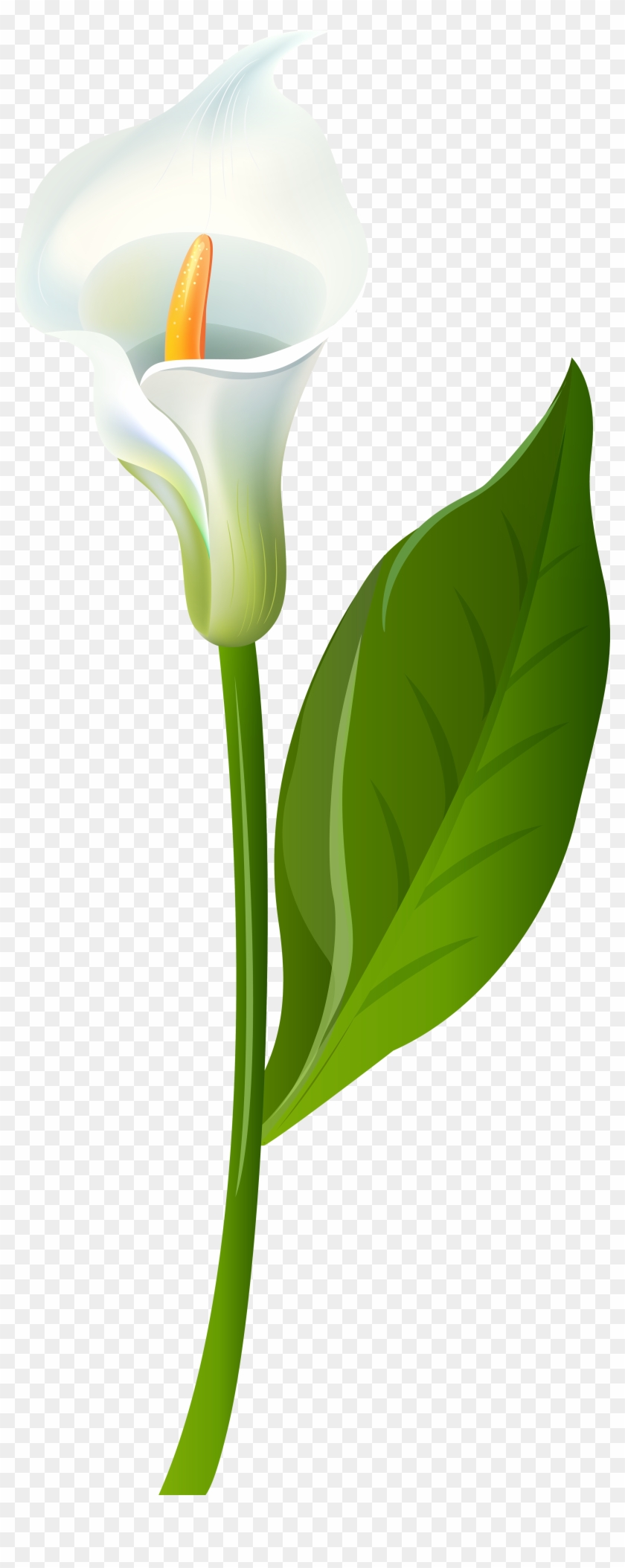 Calla Lily Transparent Png Clip Art Imageu200b Gallery - Calla Lily Transparent Background #278992