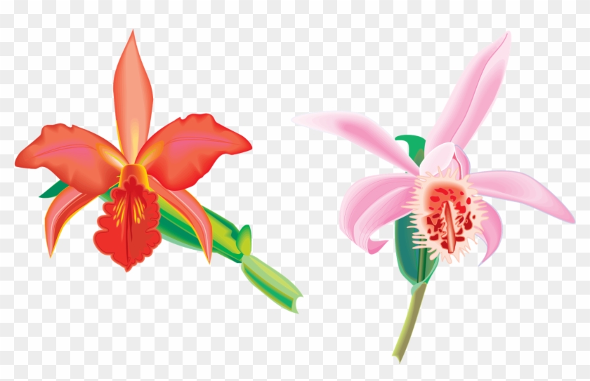 Png Клипарт "beautiful Orchids Flower" - Png Клипарт "beautiful Orchids Flower" #279194