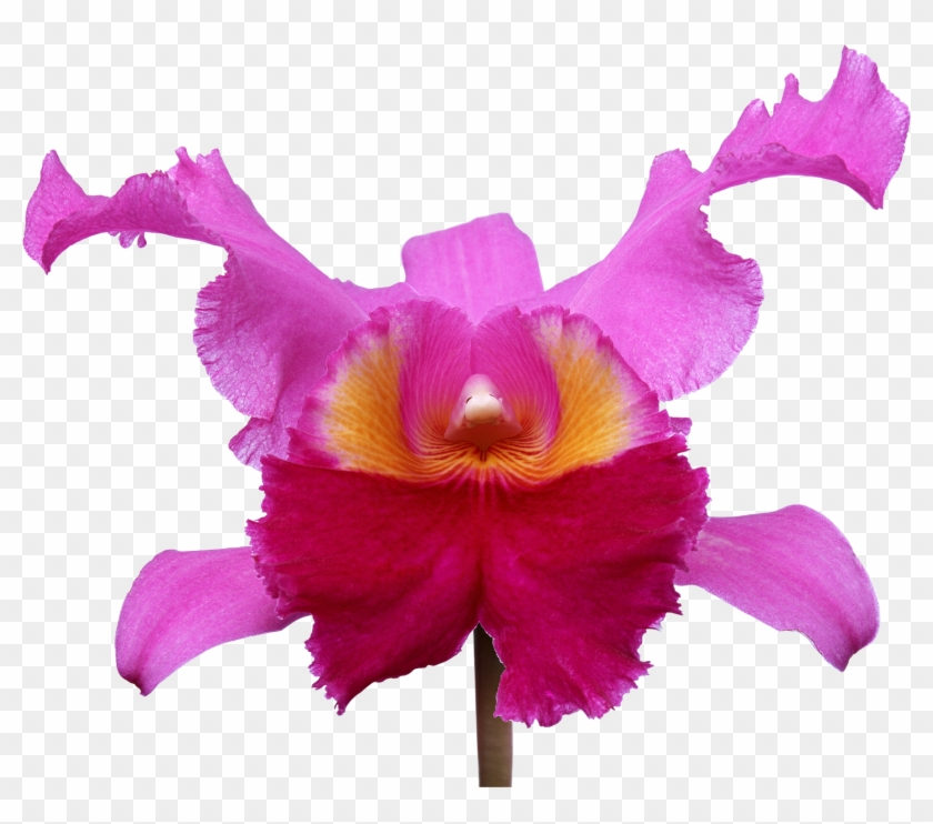 Орхидеи - Фото #279221