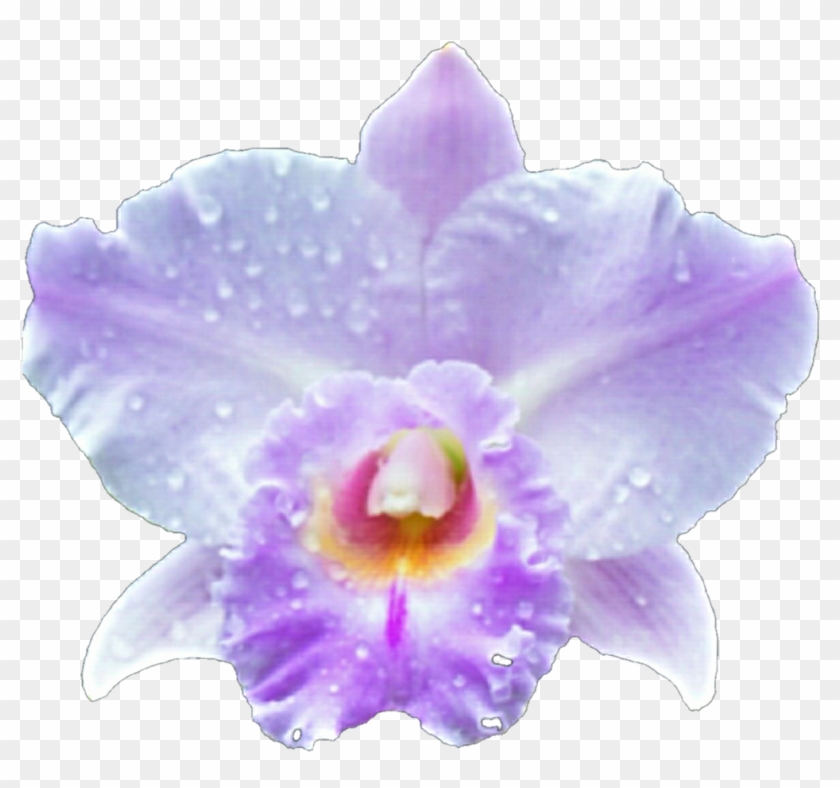 Forrest Orchid By Jeanicebartzen27 Forrest Orchid By - Orchid Transparent Frame Png #279225