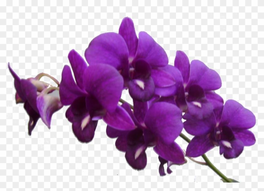 Image Result For Purple Flowers - Purple Flower Transparent Background #279257