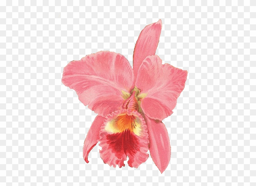 Pink Orchid Free Png Image From Leaping Frog Designs - Orchids #279267