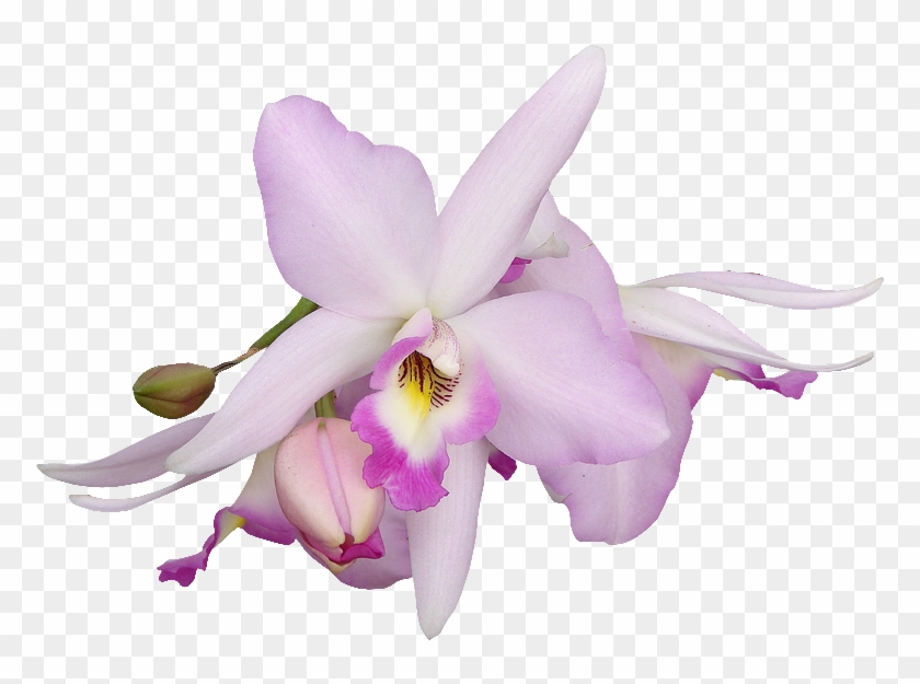 Орхидеи Для Фотошопа #279285