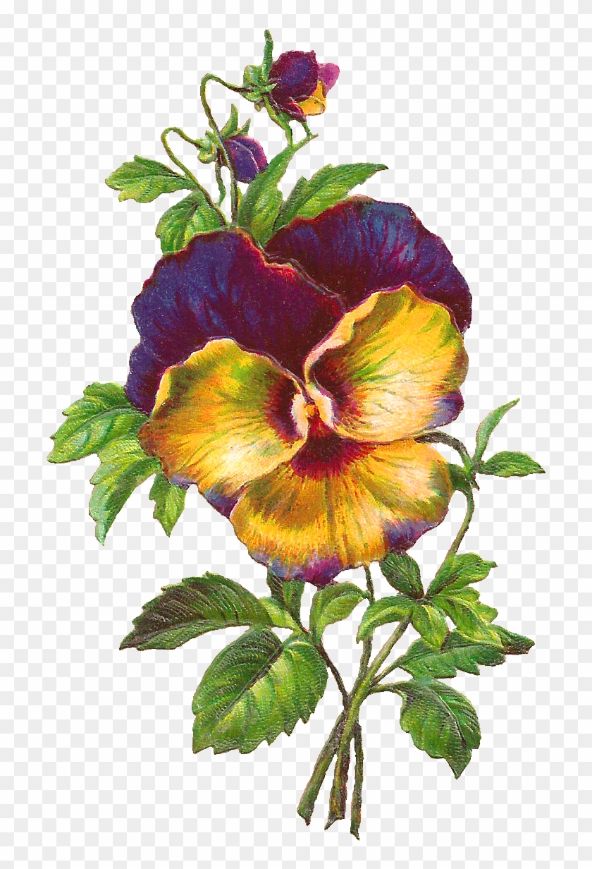 Free Pansy Download Purple Flower Image - Chinese Hibiscus #279714