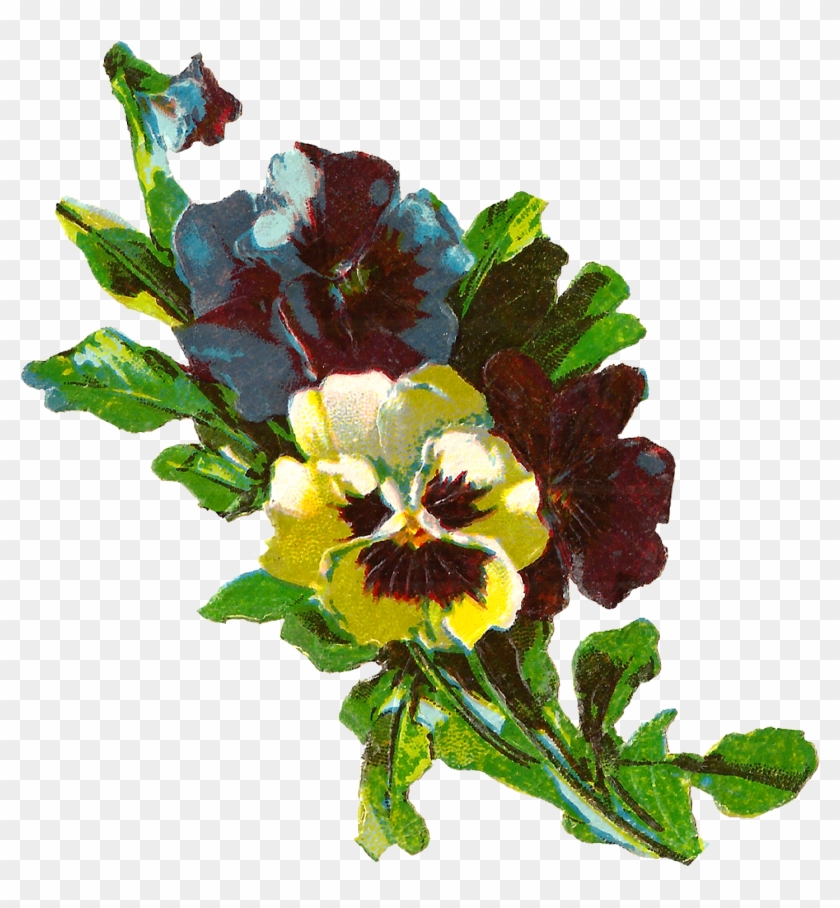 The Yellow Blue And Purple Pansies Clustered Together - Pansy Flower Illustrations #279758