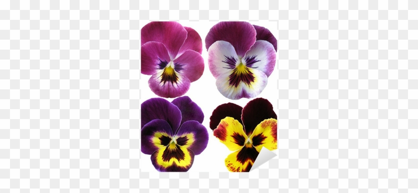 Pansies Flowers On White Background Sticker • Pixers® - Drawing #279932