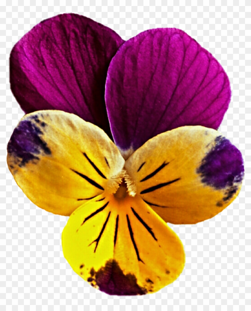 Mauve Clipart Yellow Flower - Viola Png Flower #279975