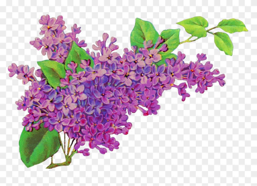 Liliac Flower Decor - Purple Flowers Png #280006