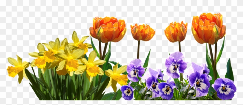 Spring, Tulips, Daffodils, Pansy, Easter, Nature - Tulips And Daffodils #280013