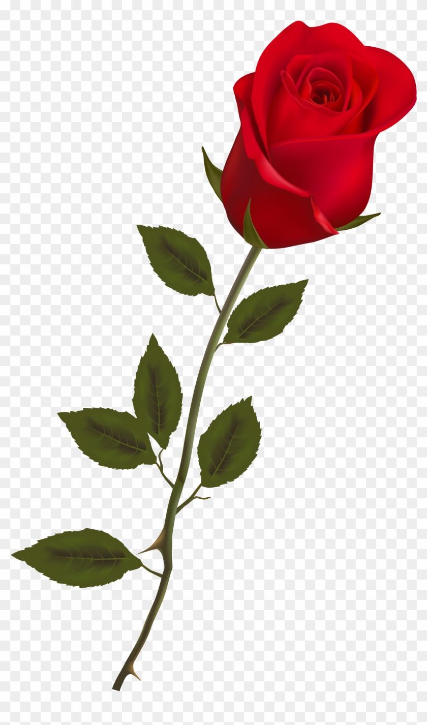 Beautiful Stem Red Rose Png Clipart - Rose Png #280151