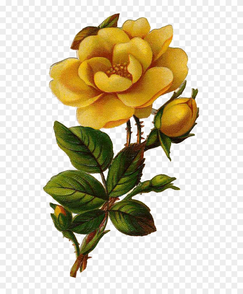 Vintage Flower Clipart Yellow Rose - Vintage Yellow Rose Png #280399